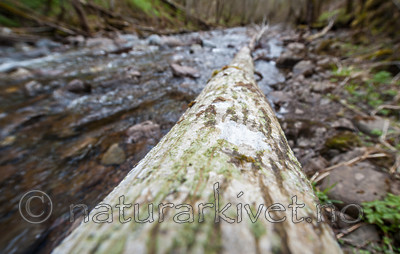 BB 12 0192 / Alnus incana / Gråor